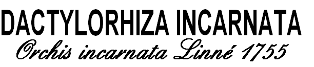 wpf85dcc6a.png